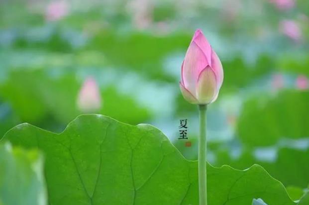 夏至时怎么养生补充阳气？从中医学上看夏至饮食怎么吃解暑又健康？