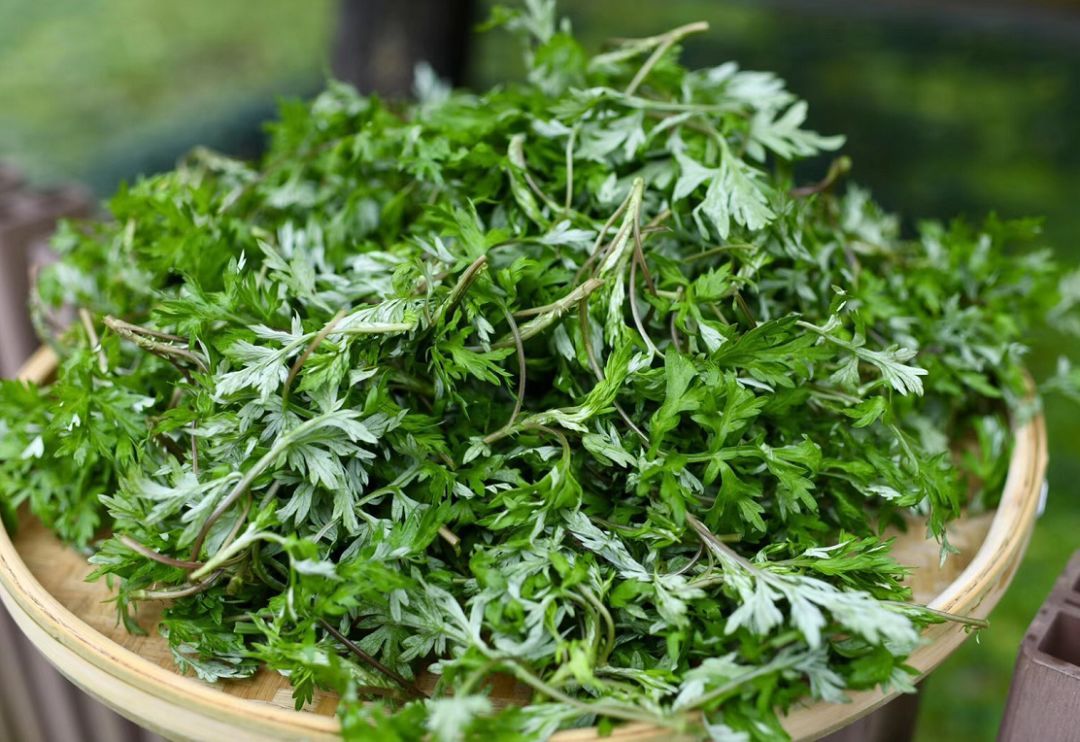 西洋参泡酒你喝过吗？泡酒喝的功效和作用你了解多少？