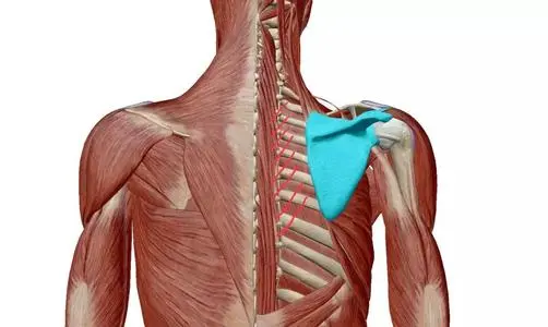 肩胛骨可以怎么训练？主要分为哪些训练步骤？