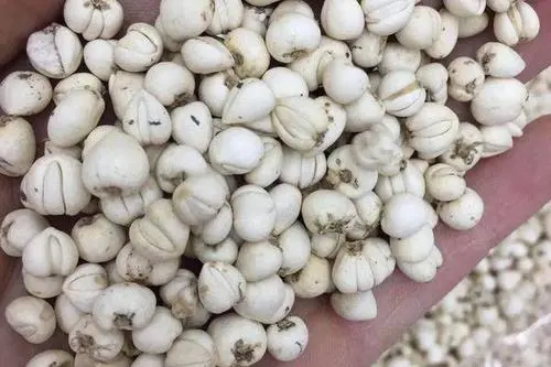 藏贝母功效和作用有哪些?藏贝母正确吃法是什么?