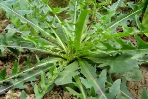 苦麻菜的这些功效和作用你清楚吗？