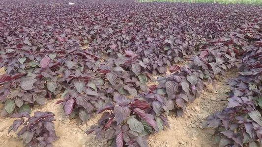 紫苏有什么功效和作用？这两种吃法你试过吗？