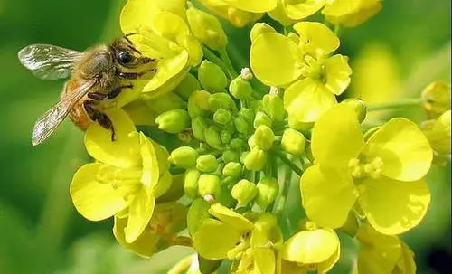 花粉吃多了也有副作用！你知道哪些人不适合吃花粉吗？