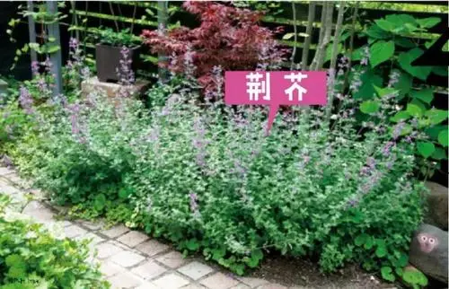 荆芥有什么功效和作用？内火旺盛是食用禁忌者之一哦~