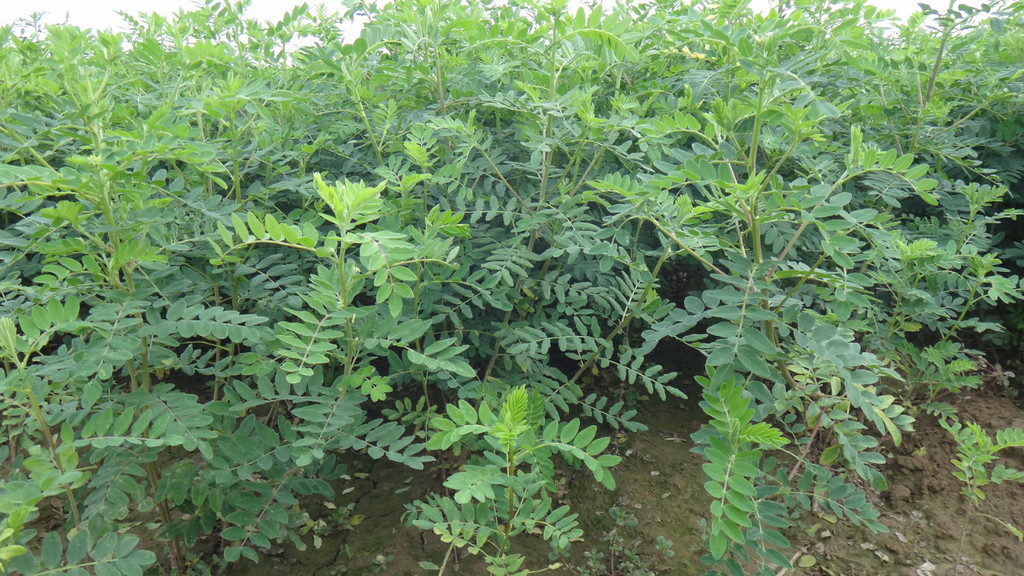 黄芪菊花一起泡水喝的这5种功效你们都清楚吗？