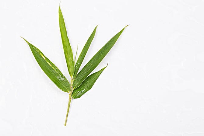 竹叶泡水喝得功效和作用你都知道有哪些吗？