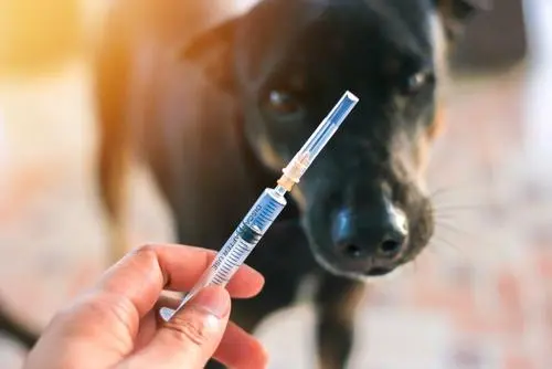 婴儿需要打狂犬疫苗吗？有什么好处？