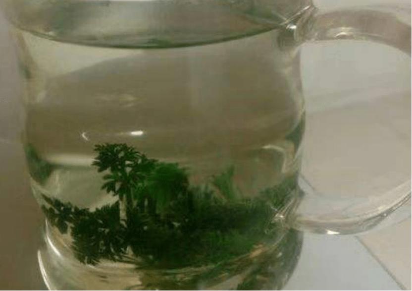 白蒿泡水可以天天喝吗？长期饮用有啥不良反应？