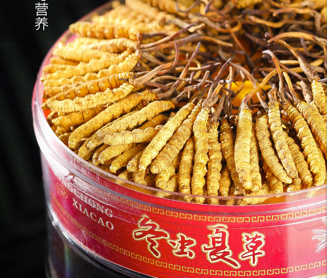 杞里香青海玉树断草1克冬虫夏草（礼盒装）