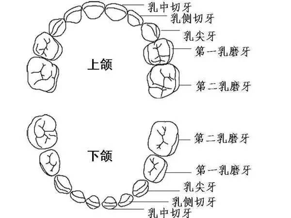 儿童乳牙需要拔除吗？可以同时拔两颗吗？